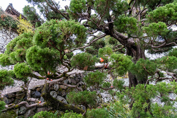 Trees and rocks create a green landscape in a traditional garden located in Japan during daylight hours