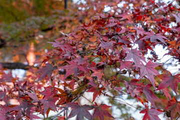Red maple leaves on branches during autumn in a park with soft light filtering through trees
