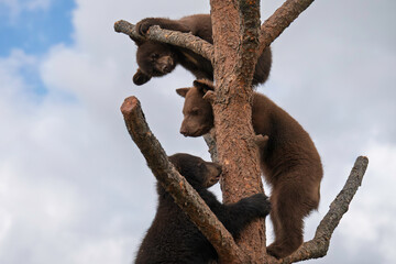 Three bear cubs in tree © Tammi Mild