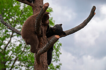Two cub bears in tree © Tammi Mild