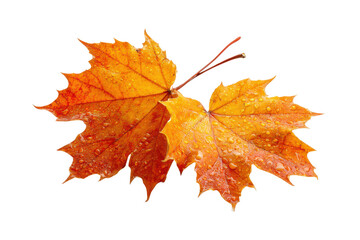 Obraz premium Two wet autumn maple leaves with orange and red hues on black background leaf water, Isolated On Transparent Background, Png Cut Out