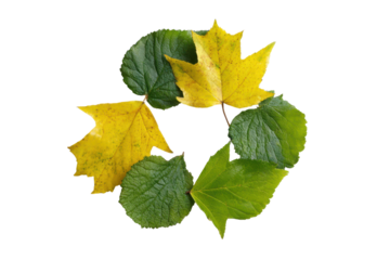 Yellow and green leaves arranged in a circular pattern on black background leaf autumn, Isolated On Transparent Background, Png Cut Out