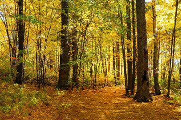 Fototapeta premium autumn in the forest