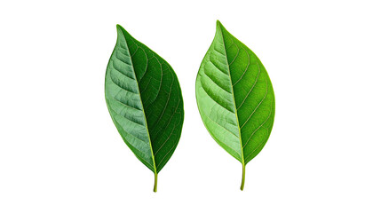 Fototapeta premium Two vibrant green leaves with detailed vein structures, isolated against a solid black backdrop for clear visibility