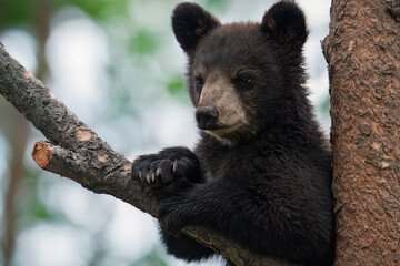 black bear cub in tree © Tammi Mild
