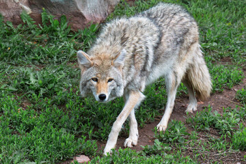 Fototapeta premium wolf in the grass