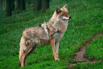 Obraz premium wolf in the grass