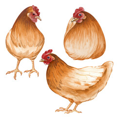 A set of several brown and orange hens. Watercolor illustration on an isolated background. Poultry yard, sitting and standing birds for farm and countryside designs in natural colors. Vintage