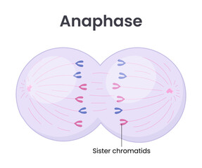 Obraz premium Vector illustration of Mitosis phase. Anaphase 