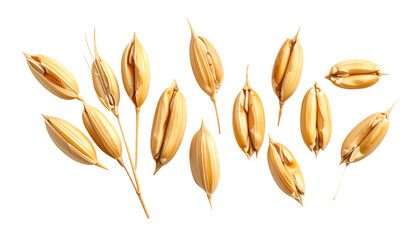 Rice paddy seeds are arranged artfully against a black background, featuring golden hues and textured grains