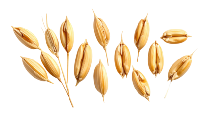 Rice paddy seeds are arranged artfully against a black background, featuring golden hues and textured grains