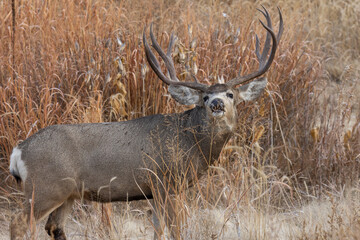 Mule Deer Buck During the Rut in colroado in Autumn