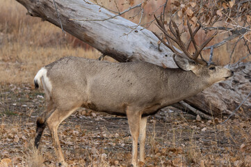Mule Deer Buck During the Rut in colroado in Autumn
