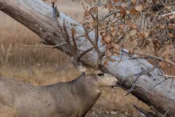 Mule Deer Buck During the Rut in colroado in Autumn
