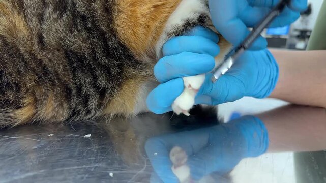 Veterinarian performs cat sharp nail trimming procedure. Closeup of groomer in rubber gloves cuts kitty claws with claw cutter. Calico cat manicure. Pet care and health concept.