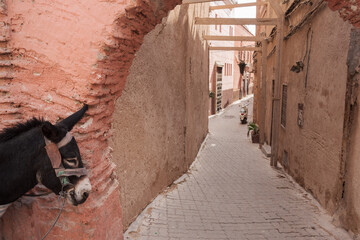 Médina de Marrakech, âne, ambiance de rue, Maroc