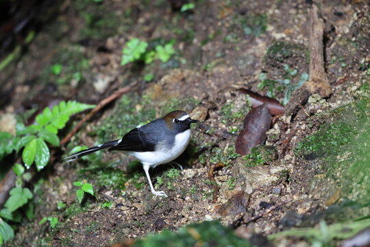 Sunda forktail (Enicurus velatus sumatranus) is a species of bird in the family Muscicapidae. This photo was taken in Sumatra, Indonesia