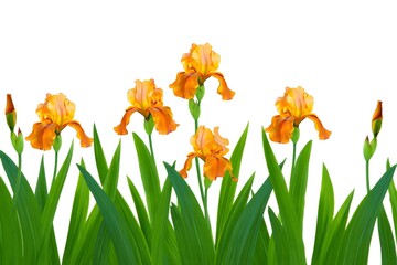 Vibrant Orange Iris Flowers with Lush Green Foliage on White Background