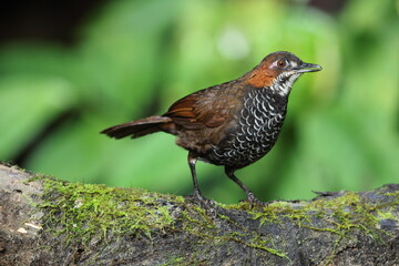 The marbled wren-babbler (Turdinus marmoratus) is a species of bird in the family Pellorneidae. This photo was taken in Sumatra, Indonesia.