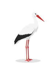 White Stork Standing Tall vector