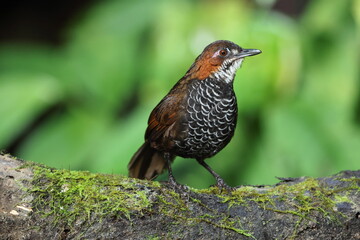 The marbled wren-babbler (Turdinus marmoratus) is a species of bird in the family Pellorneidae. This photo was taken in Sumatra, Indonesia.
