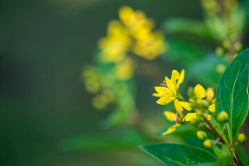 Naturally inspired, beautifully created &mdash; feel the calm of green serenity