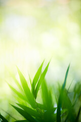 Naturally inspired, beautifully created — feel the calm of green serenity