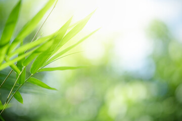 Naturally inspired, beautifully created — feel the calm of green serenity