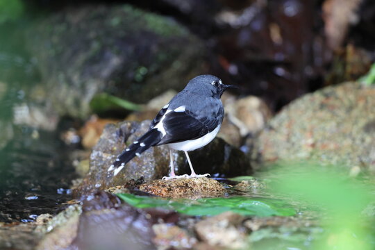 Sunda forktail (Enicurus velatus sumatranus) is a species of bird in the family Muscicapidae. This photo was taken in Sumatra, Indonesia