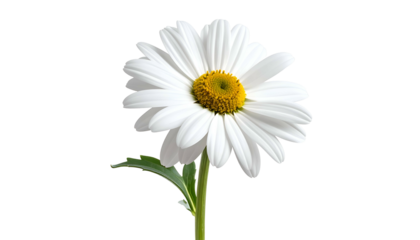 A single white daisy with a yellow center and green stem is isolated against a solid black background. The flower is in full bloom