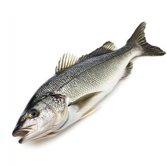 Fototapeta premium Fresh whole european sea bass isolated on white background ready for culinary preparation or seafood market display