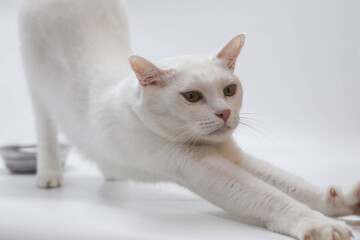 Obraz premium Playful white cat stretching indoors pet photography minimalist environment close-up perspective feline behavior
