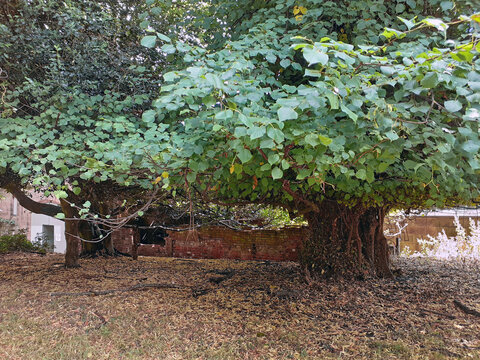 Nottingham, England, July 31, 2022. Wollaton park, a tree with a very large trunk and low branches that come out already from the base the thick crown has heart-shaped leaves with smooth edges. 