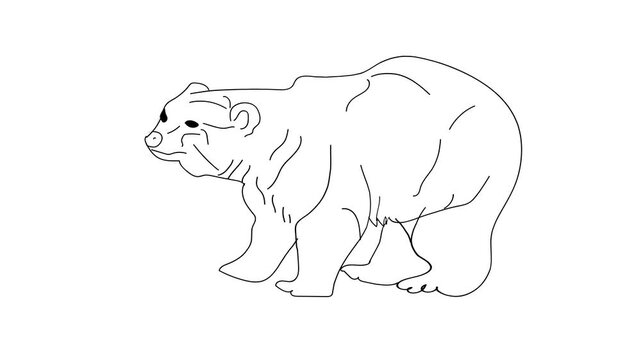 polar bear vector illustration