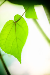 Naturally inspired, beautifully created &mdash; feel the calm of green serenity