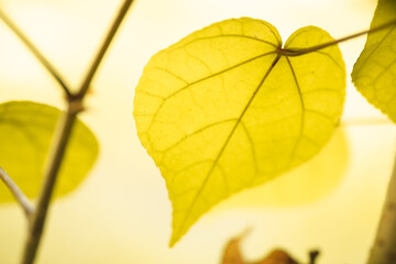 Naturally inspired, beautifully created &mdash; feel the calm of green serenity