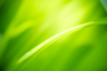 Naturally inspired, beautifully created — feel the calm of green serenity