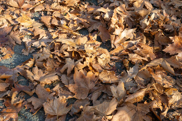 A thick layer of dry brown leaves blankets a paved surface in a quiet autumn scene.