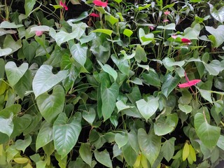 A dense vertical garden composed, glossy green leaves and flowers