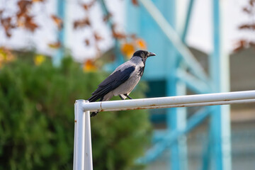 A hooded crow perches on a white metal pipe against a backdrop of foliage and urban elements.