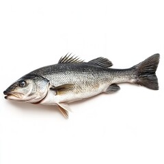 Fresh whole sea bass fish on a clean ready for culinary preparation or market display on white background