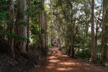 Fototapeta premium Beautiful dappled sunlight on a red dirt road through karri trees in the south of Western Australia.