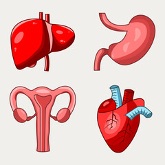 Set of vector detailed color illustrations of human organs