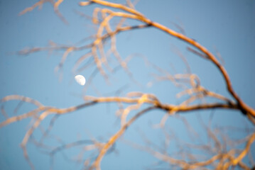 Moon Through Tree Branches in Clear Sky