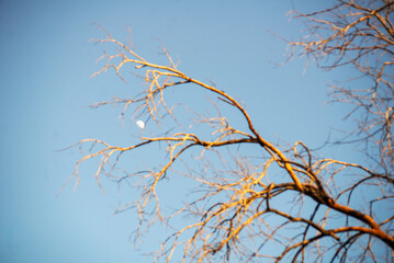 Moonlit Branches against Clear Sky