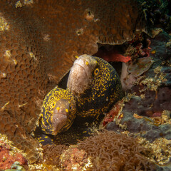 Two snowflake moray eels, Echidna nebulosa, peering out from a coral reef crevice by Verde Island, Philippines