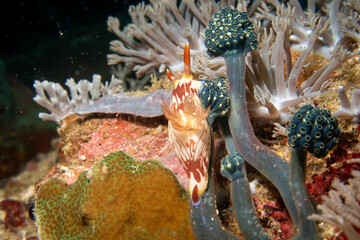 A nudibranch, Nembrotha lineolata, at a beautiful coral reef teeming with life. Picture from Puerto Galera, Philippines. 