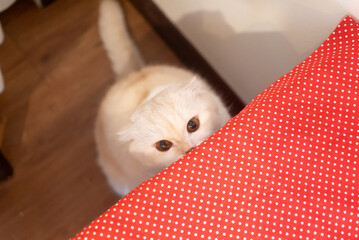 Curious Cat Peeking Over Red Cushion