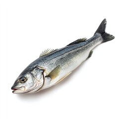 Obraz premium Fresh whole european sea bass fish isolated on a clean white background ready for cooking preparation