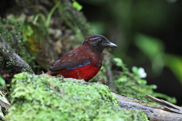 The graceful pitta (Erythropitta venusta) in Sumatra, Indonesia.